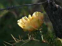 de la Huasteca NL